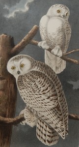 Audubon